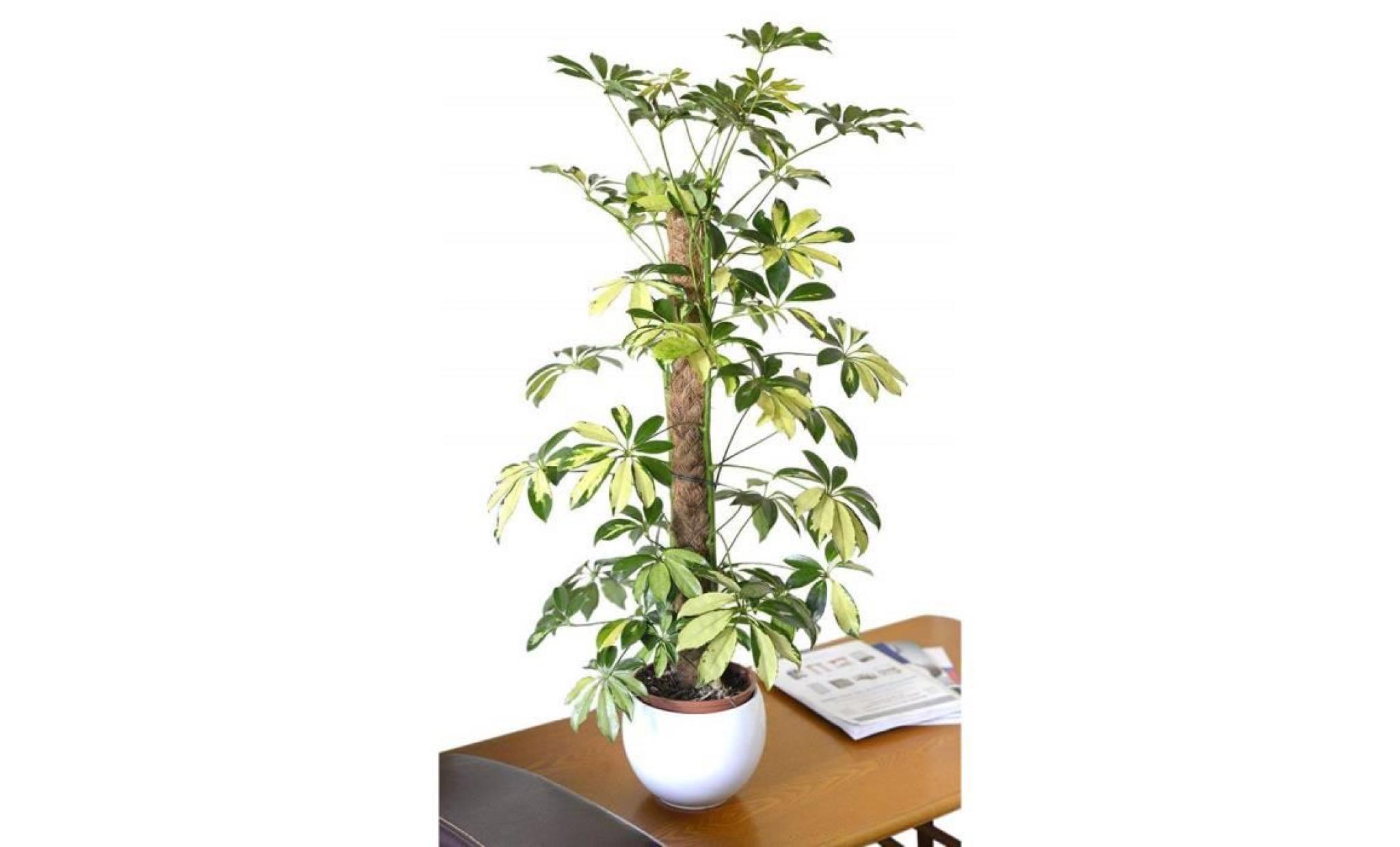 plante d'intérieur   plante pour la maison ou le bureau   schefflera trinette arborea variegata   plante à feuillage panaché, 80cm
