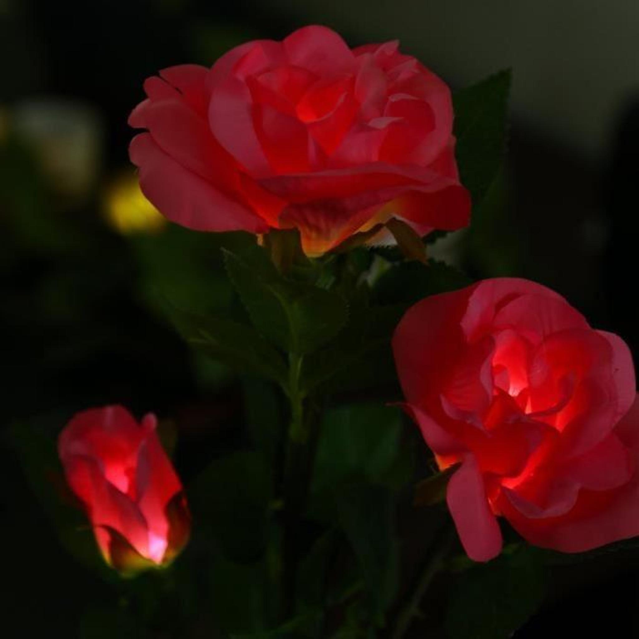Lampe Solaire Solaire extérieure Powered LED Light Rose Flower Lamp Yard Garden Path Way Paysage